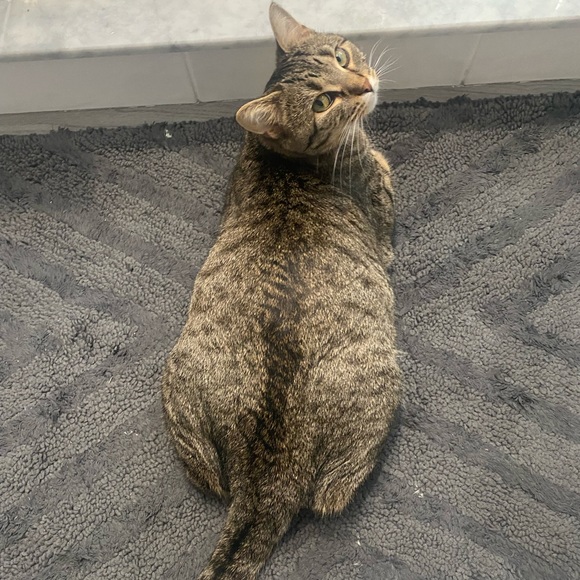 Meet your Posher, Darla - Picture 5 of 8